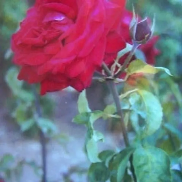 Fleur F