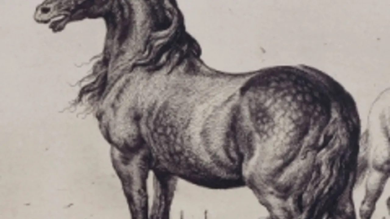 Vivre avec les animaux du XVIIe siècle