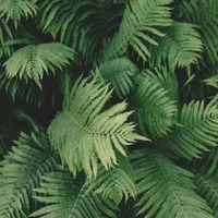 Just Fern
