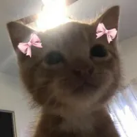 ilymeow