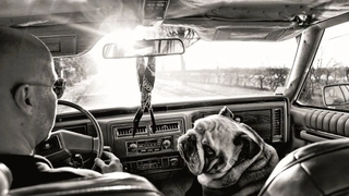 Exposition "Mon anglais est un bulldog - Projet H." de Fico