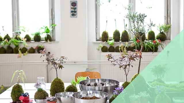 Atelier de Kokedama