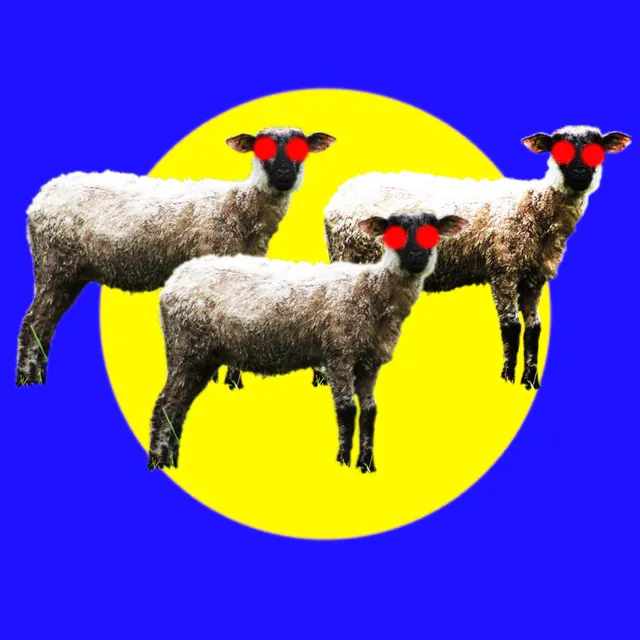 Les moutons T