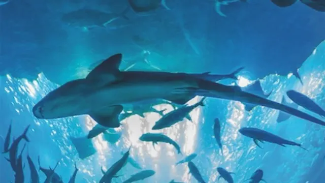 Afterwork @ Aquarium de Paris (NEFS)