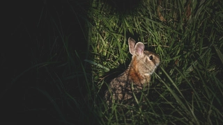 FOCUS #11 / La Chasse au lapin