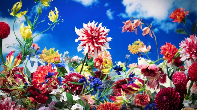 Mika Ninagawa with EiM · Alive with Shadows