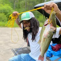 BirdsFlyStoned