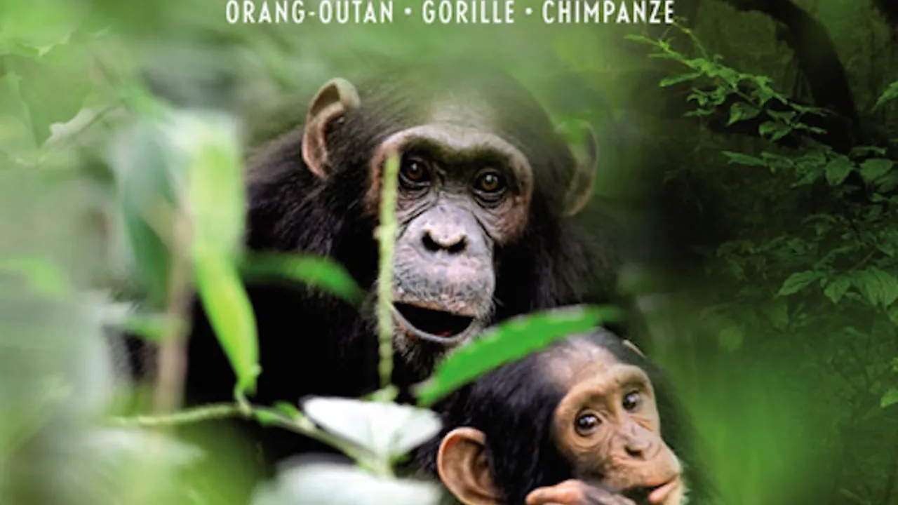 Expo Sur la piste des grands singes