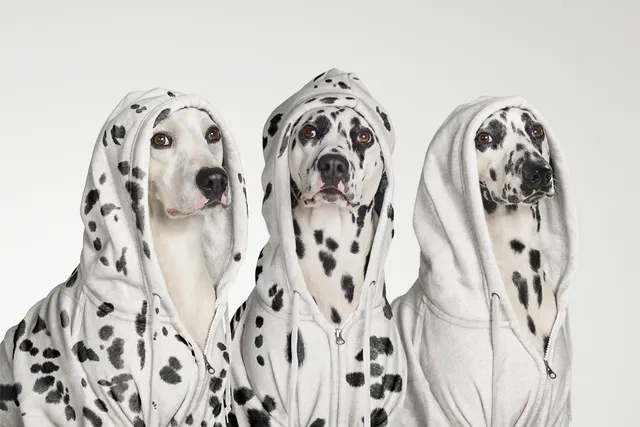 Woof, l'expo au poil à la galerie Sakura