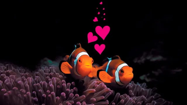 Les dessous de la vie aquatique, soirée spéciale Saint-Valentin