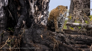 exposition "Retour de mission - Pantanal : un Eden en danger", rencontre avec Brent Stirton