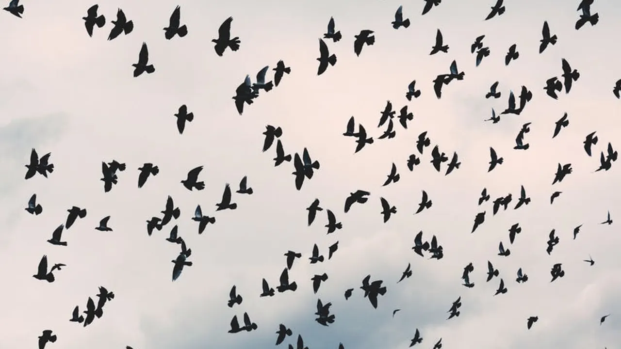 Les oiseaux de notre hiver