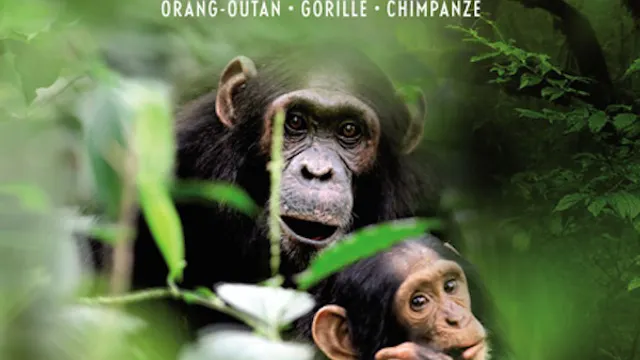 Expo Sur la piste des grands singes