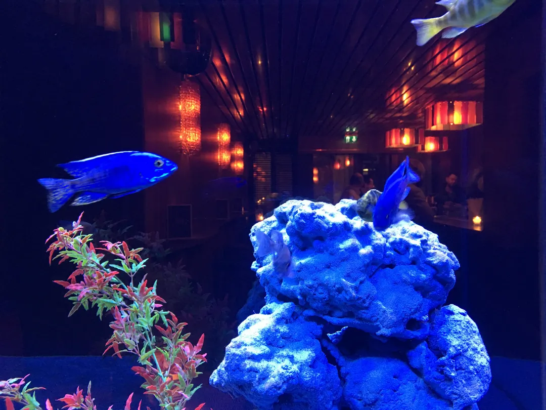 Bluebird Bar Paris