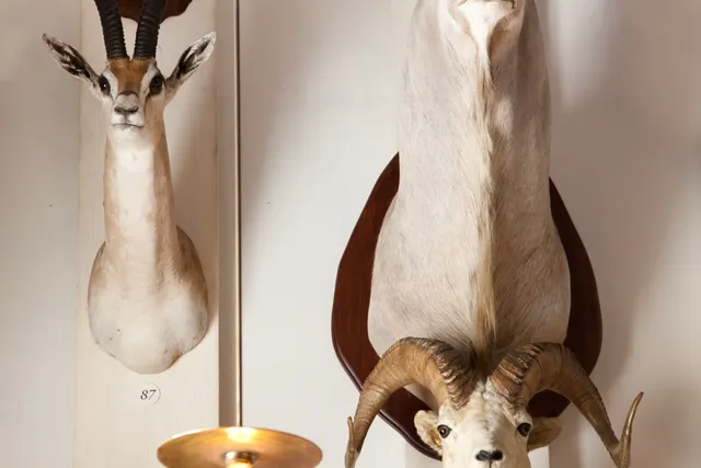 Musée de la Chasse et de la Nature