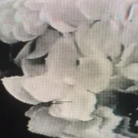 skxllflower