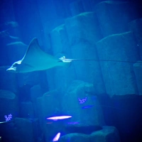 L'Aquarium Club