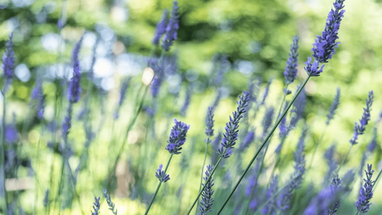 Atelier Infusions au jardin avec la naturopathe Alena Jacob Vencovska