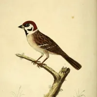 Birds Of The West