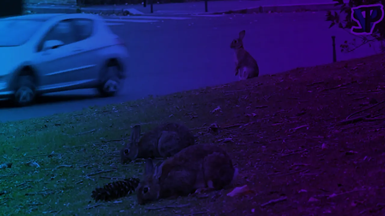 [PROJECTION + RENCONTRE] Les lapins du rond-point de la Porte Maillot