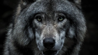 RENCONTRE DÉPLIÉE : « MÉNAGER LA CHÈVRE ET LE LOUP »