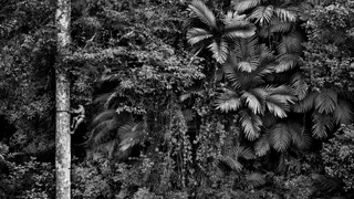 Rencontre avec Sebastião Salgado