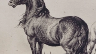 Vivre avec les animaux du XVIIe siècle