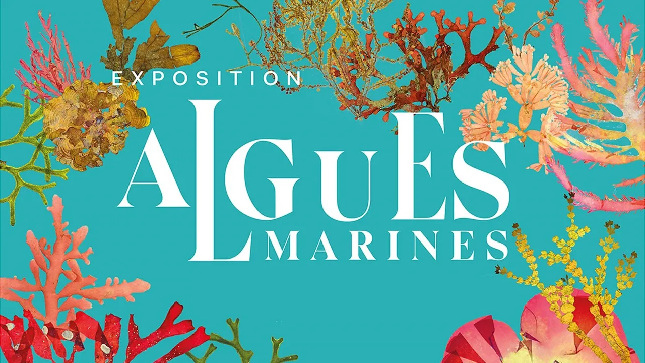 Algues marines