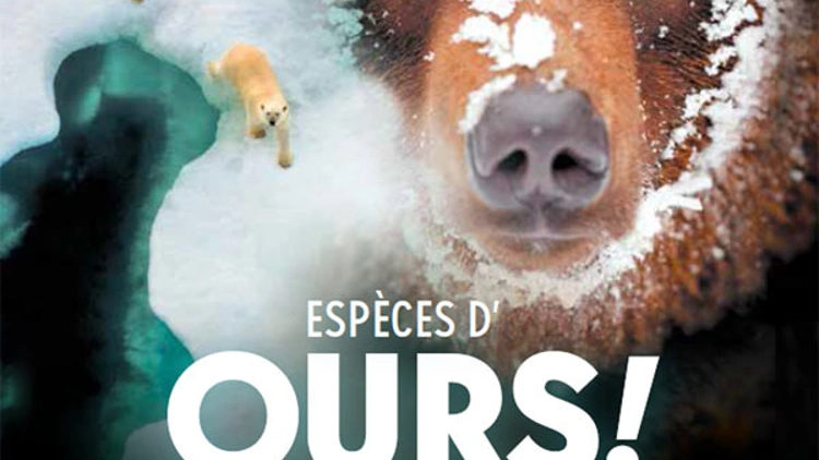 Espèces d’Ours