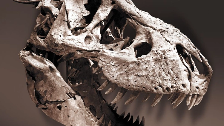 Un T.Rex à Paris