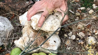 La Senora de Las Nueces — Abraham Cruzvillegas