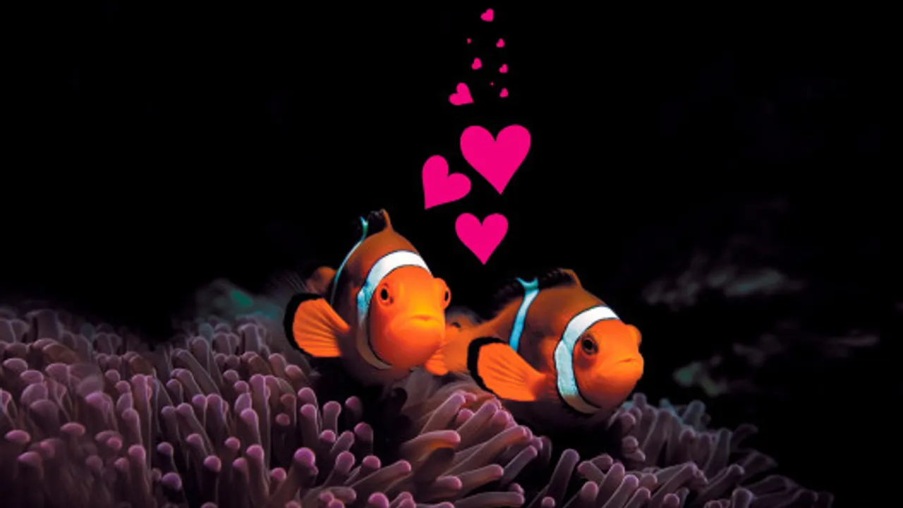 Les dessous de la vie aquatique, soirée spéciale Saint-Valentin