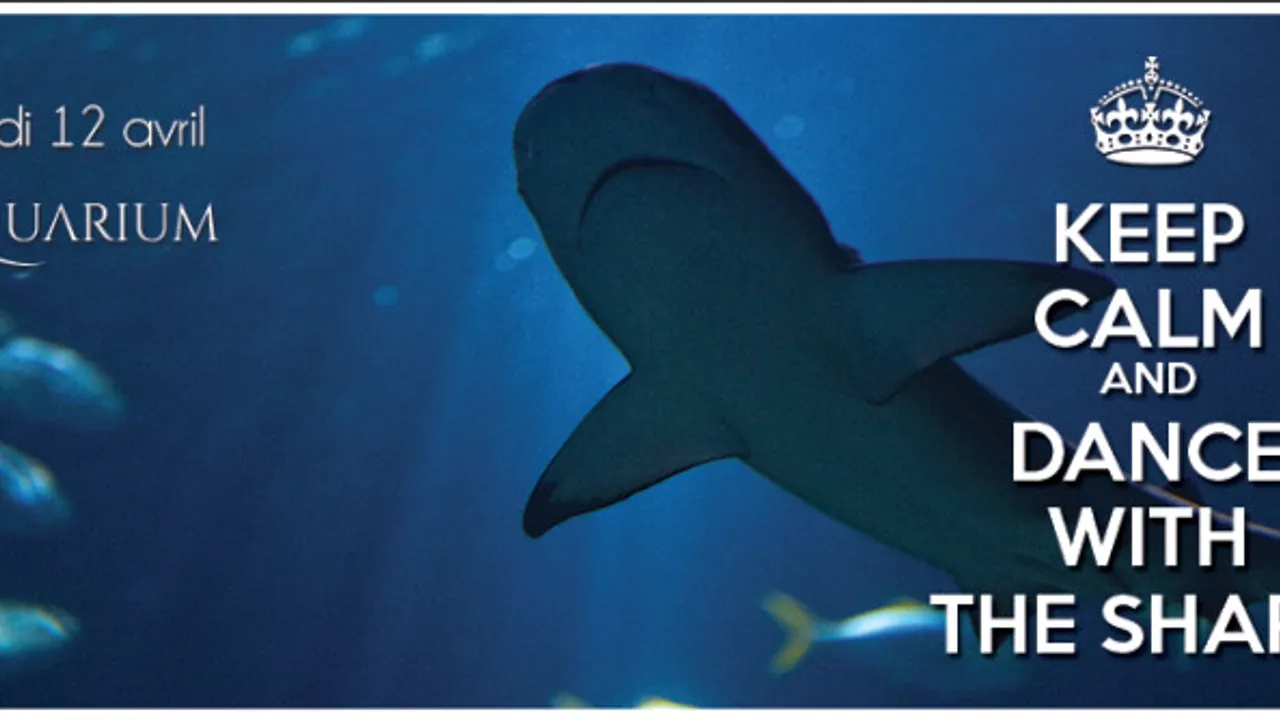 Dance With The Shark