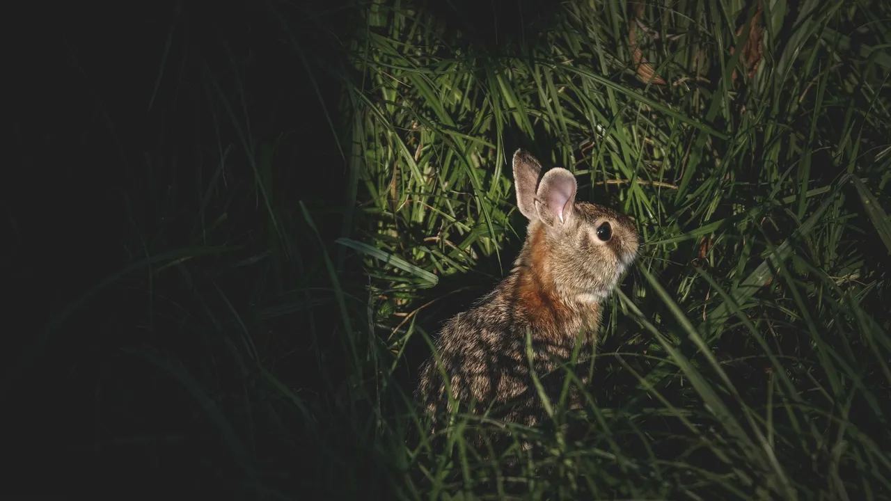 FOCUS #11 / La Chasse au lapin