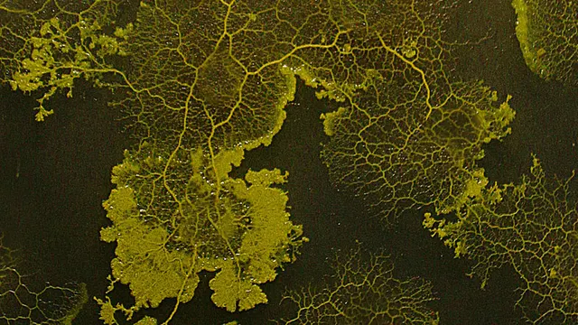 Réseaux-mondes