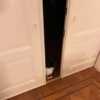 elmo