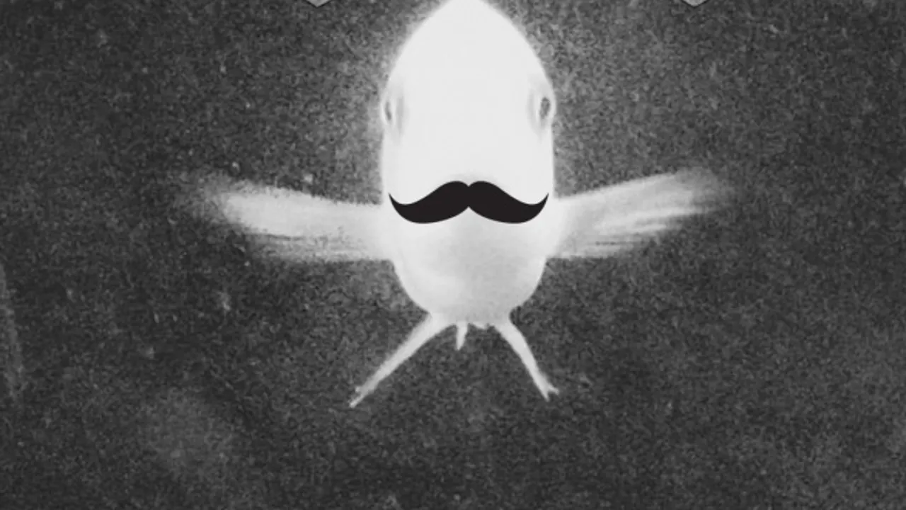 Agorafrog Party#15 avec Thesaintcyr x You Said Strange x Les Taxidermistes dj set