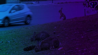 [PROJECTION + RENCONTRE] Les lapins du rond-point de la Porte Maillot