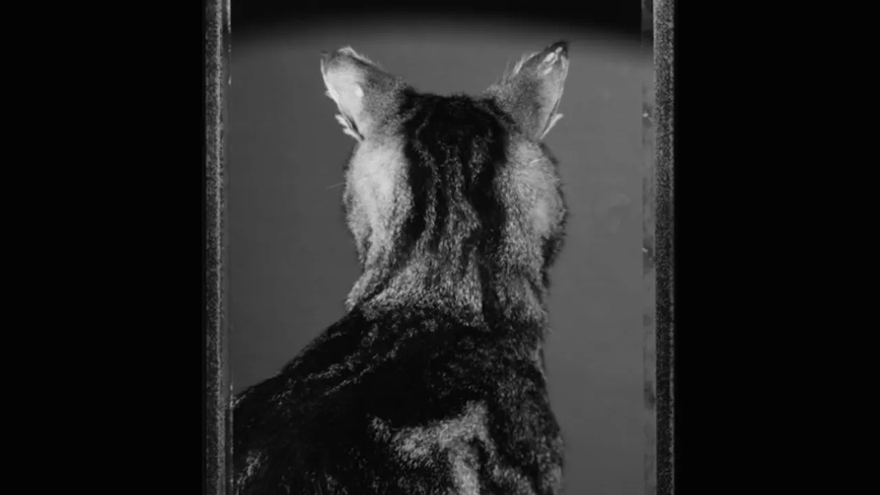 Exposition Le chat et ses photographes
