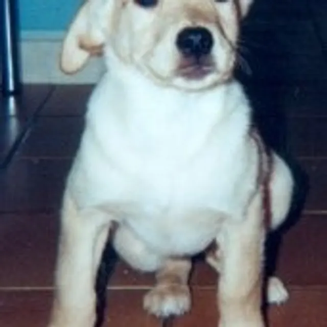 Christophe A