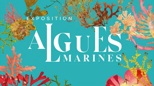 Algues marines