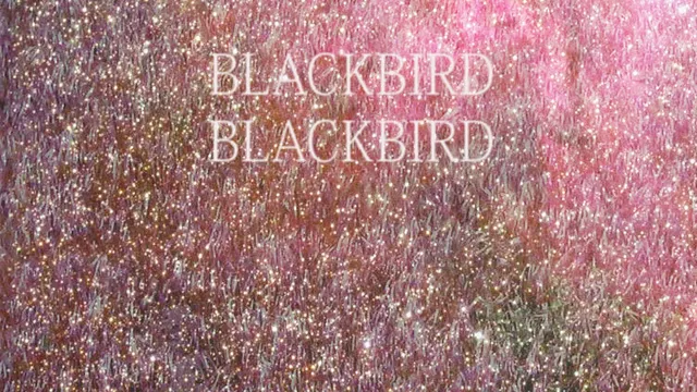 Blackbird Blackbird en concert