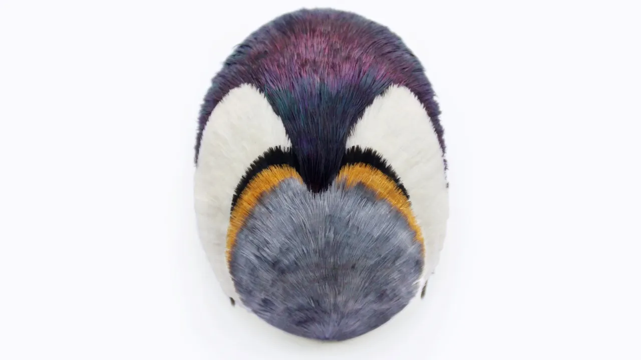 [EXPOSITION-FOCUS] Marion Delarue. Pierre, plume, ciseaux !