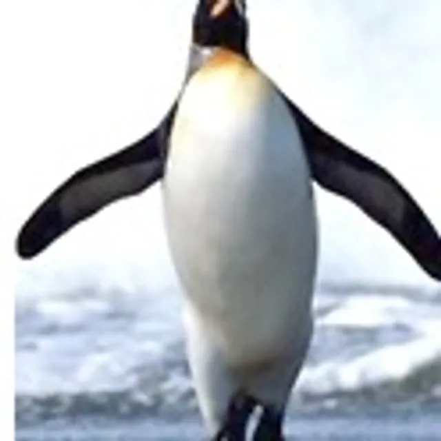 Nicolas H