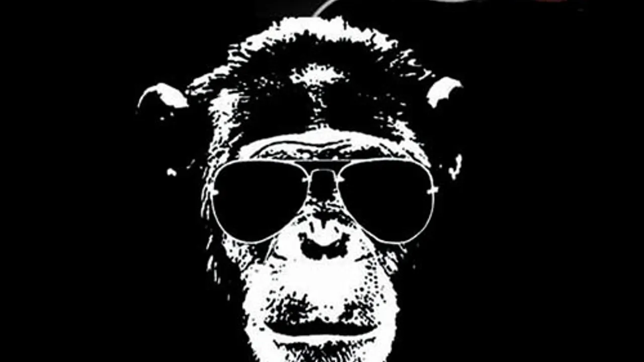 Casse Ton Singe 6