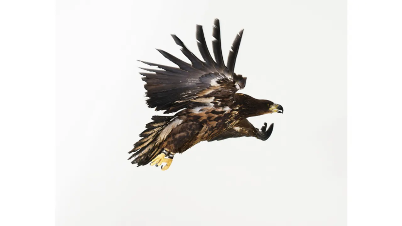 Exposition L'oiseau volé