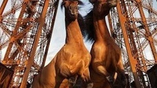 Expo Paola Pivi : Yee-Haw